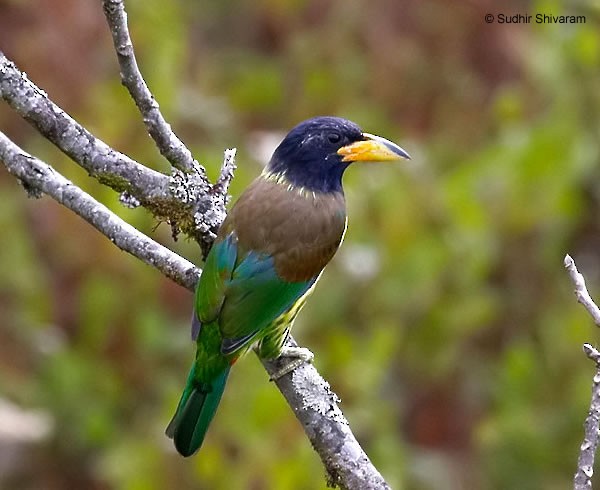 Great Barbet - Sudhir Shivaram