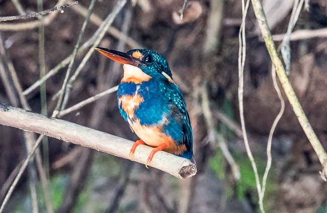 ledňáček luzonský (ssp. cyanopectus) - ML378197861