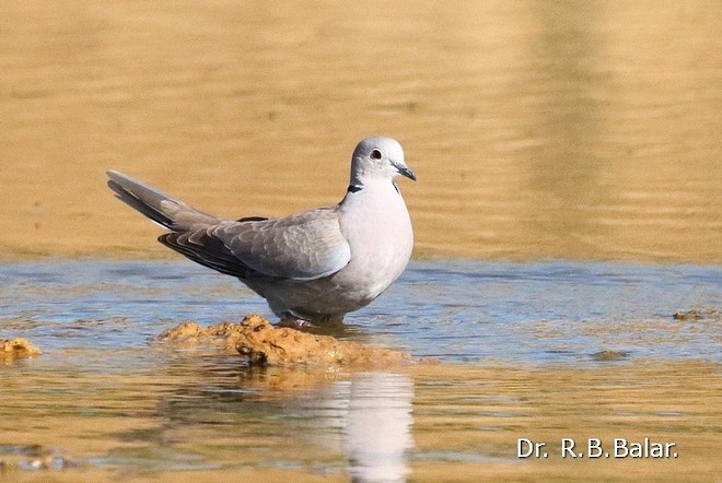 Eurasian Collared-Dove - ML378198421