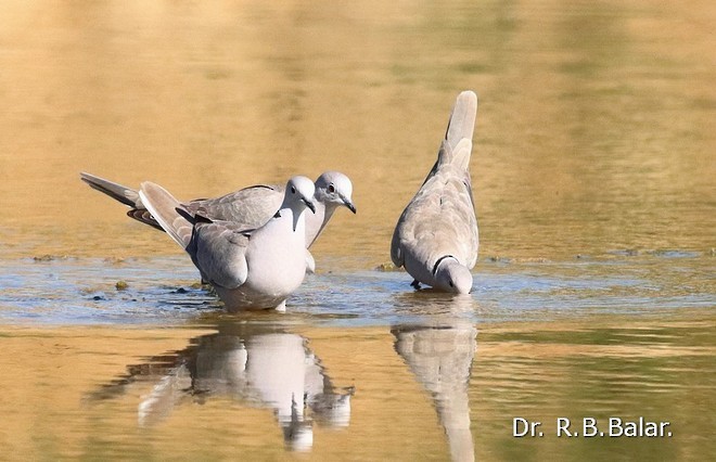 Eurasian Collared-Dove - ML378198431