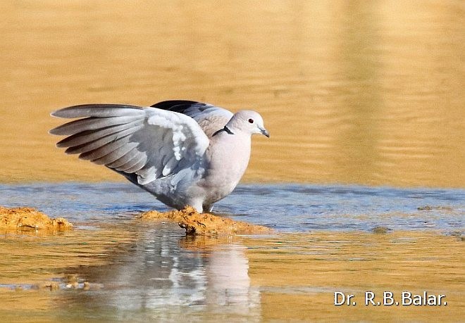 Eurasian Collared-Dove - ML378198471