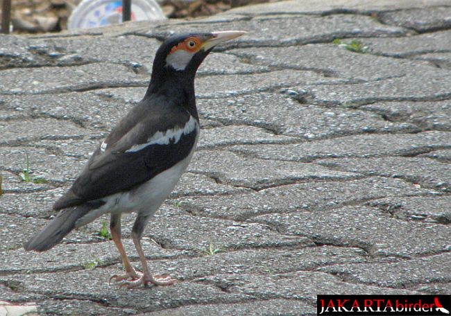 Javan Pied Starling - ML378199011