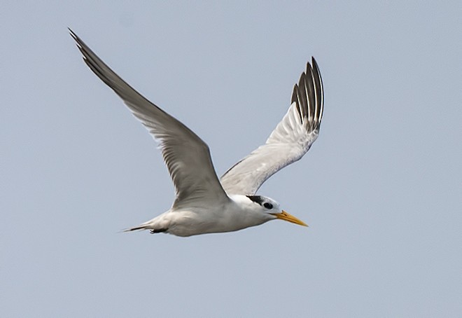 Great Crested Tern - ML378199161