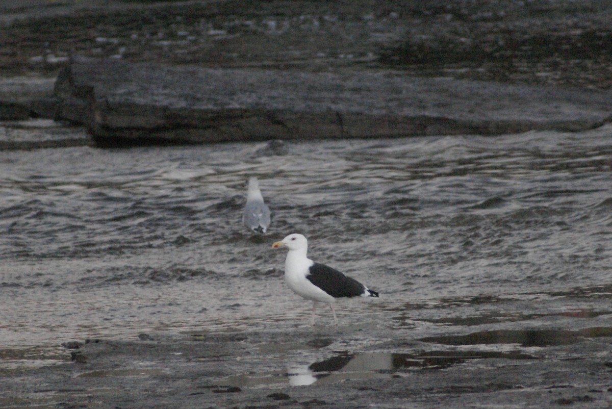 Great Black-backed Gull - ML37819941