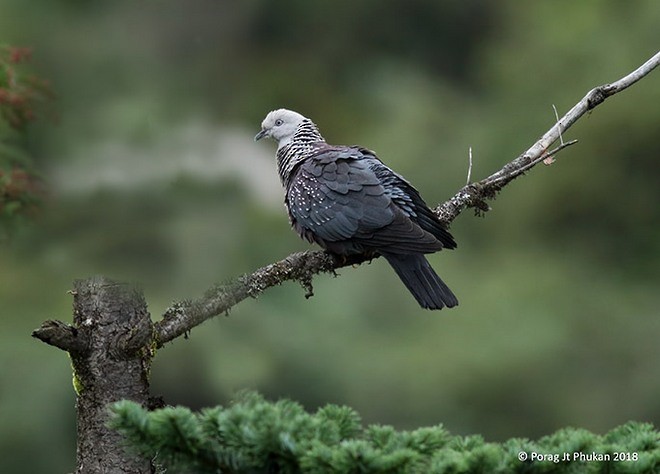 Speckled Wood-Pigeon - Porag Phukan