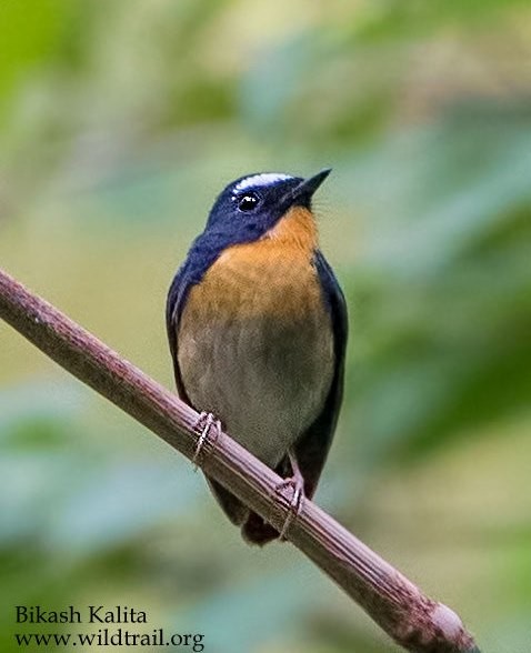 Snowy-browed Flycatcher - ML378199741