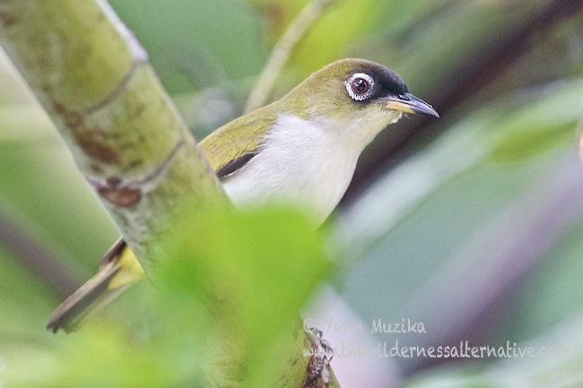 Cream-throated White-eye (Halmahera) - ML378199781