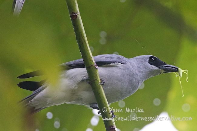 White-bellied Cuckooshrike - Yann Muzika