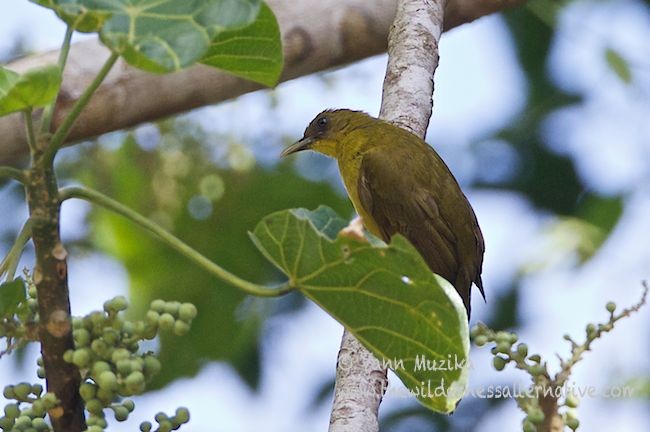 Halmahera Golden-Bulbul - ML378199821