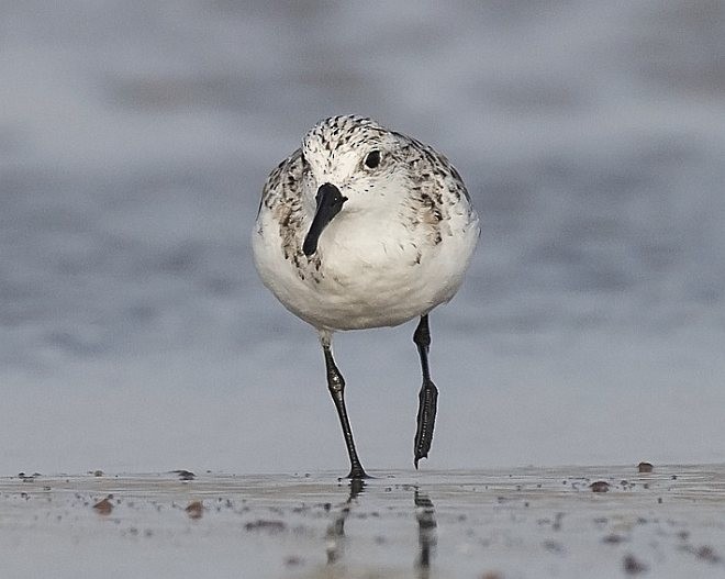 Bécasseau sanderling - ML378200481