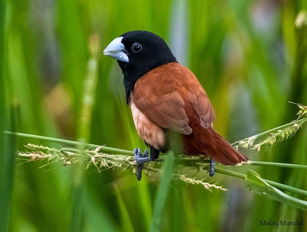 Tricolored x Chestnut Munia (hybrid) - ML378201291