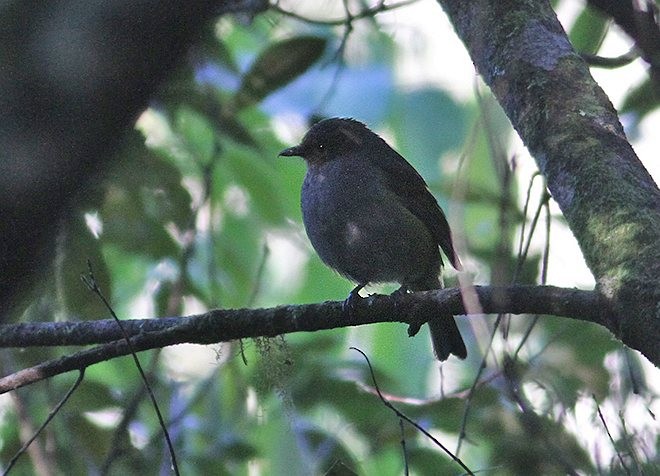 Sulawesiwaldpfeifer (bonensis) - ML378201551