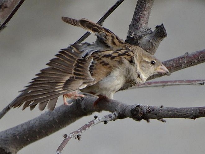 House Sparrow - Anonymous