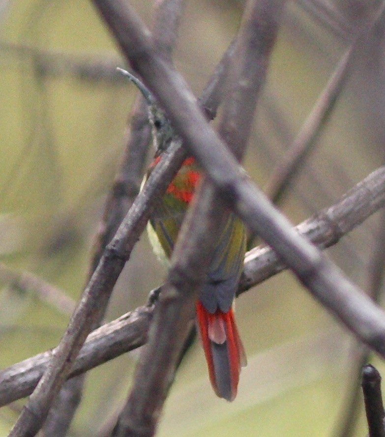 Fire-tailed Sunbird - Dave Czaplak