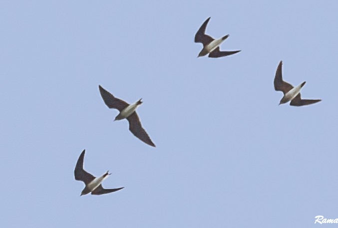 Oriental Pratincole - Rama Neelamegam