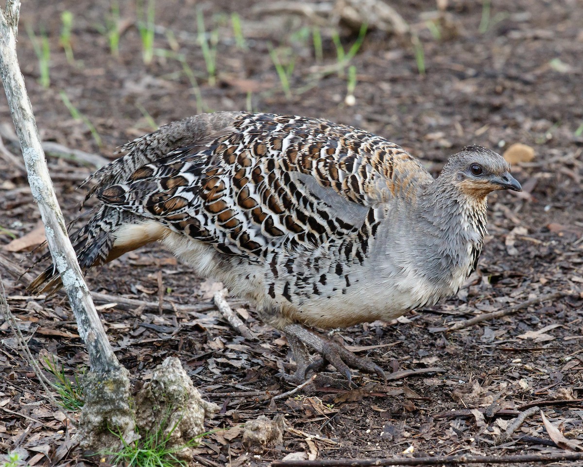 Malleefowl - ML37820511