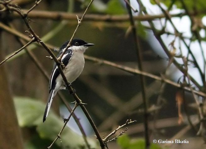 Bar-winged Flycatcher-shrike - ML378205671