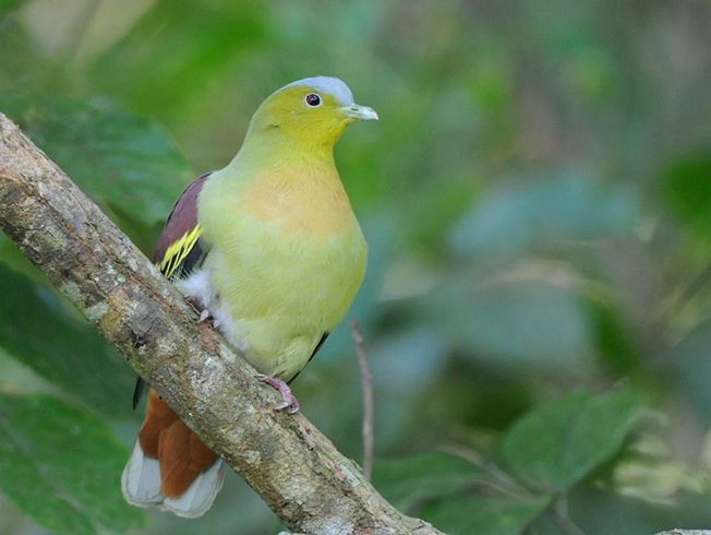 Ashy-headed Green-Pigeon - ML378205691