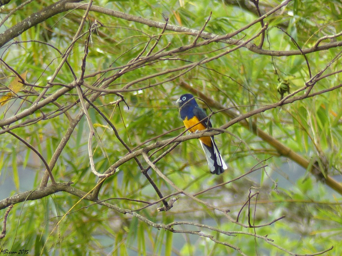 Green-backed Trogon - Micheline Bisson