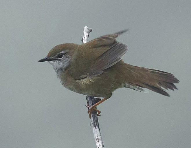 West Himalayan Bush Warbler - ML378207891