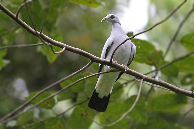 Silvery Wood-Pigeon - James Eaton