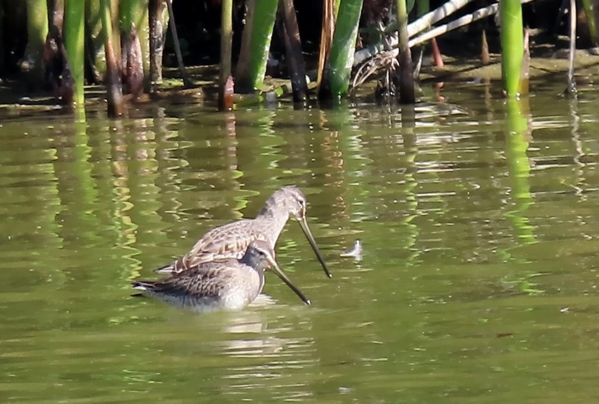 Long-billed Dowitcher - ML378208231