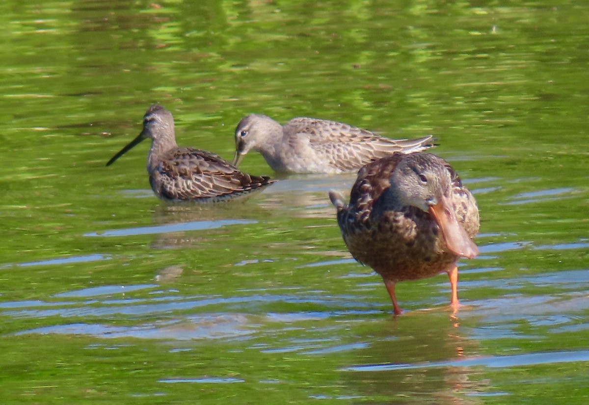 Long-billed Dowitcher - ML378208291