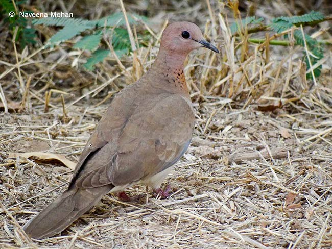 Laughing Dove - ML378208321