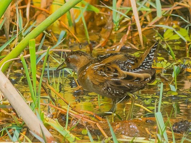 chřástal nejmenší (ssp. pusilla) - ML378208651