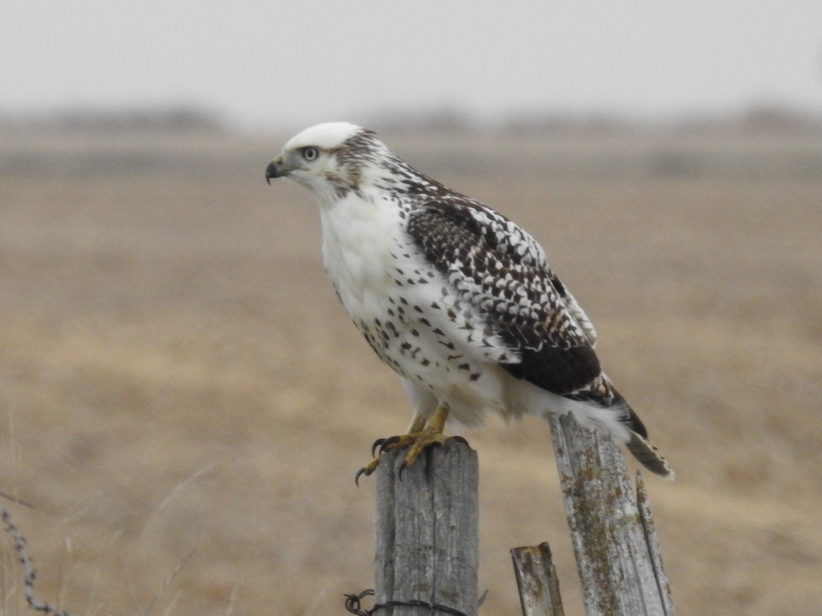 Red-tailed Hawk (Krider's) - Tim Ray