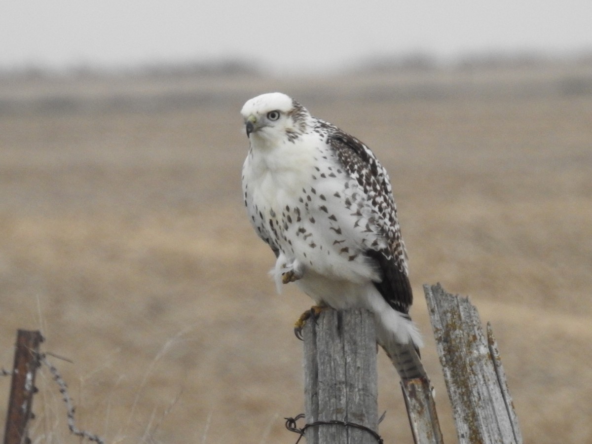 Red-tailed Hawk (Krider's) - Tim Ray