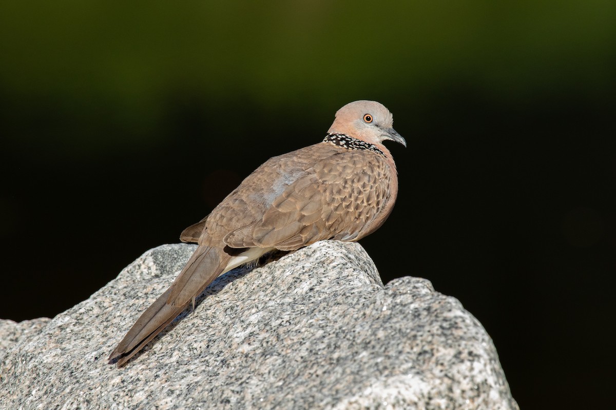 Spotted Dove - Louis Backstrom