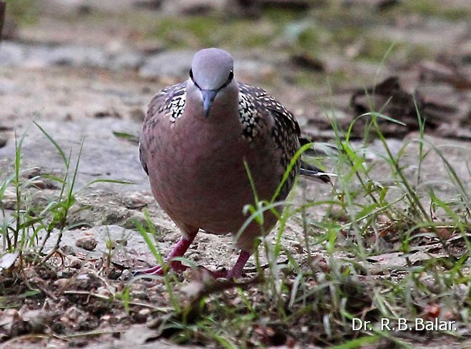 Spotted Dove (Western) - ML378209461