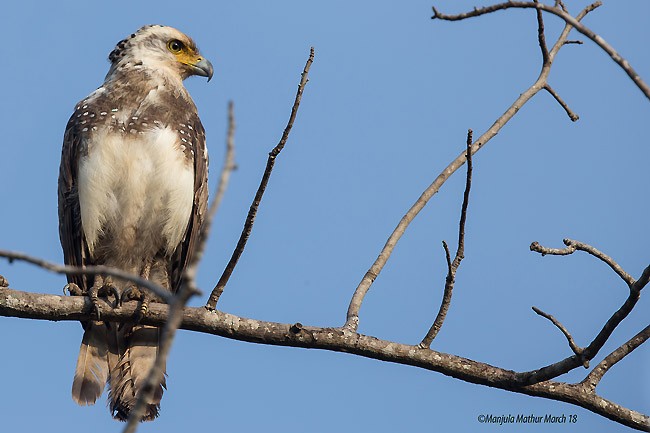 Crested Serpent-Eagle (Andaman) - ML378209561