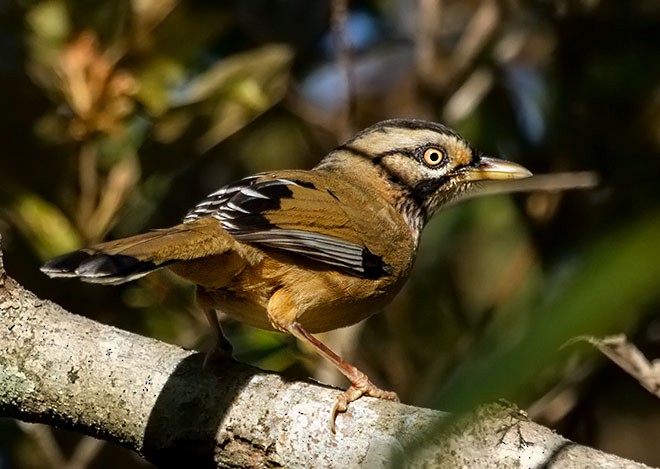 Moustached Laughingthrush (Western) - ML378210081