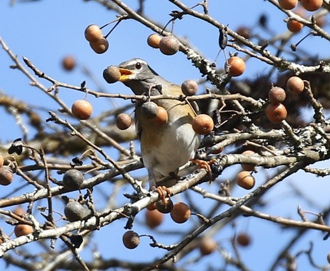 Eyebrowed Thrush - ML378210281