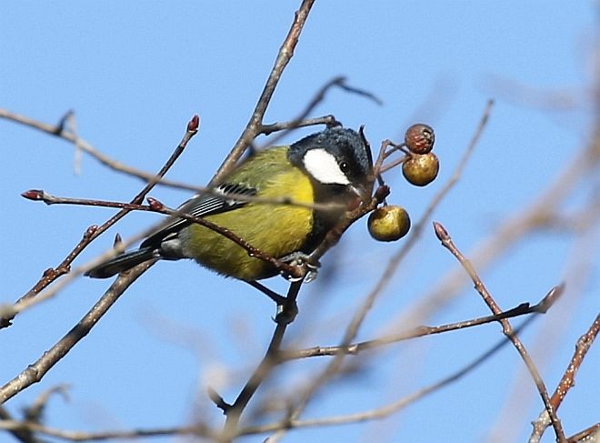 Green-backed Tit - ML378210421