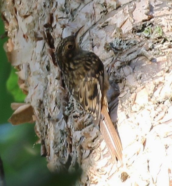 Hodgson's Treecreeper - ML378210481