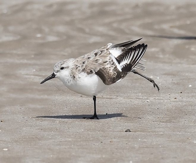 Bécasseau sanderling - ML378211531