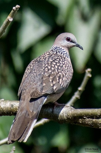 Spotted Dove (Western) - ML378211551