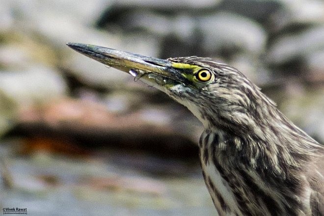 Indian Pond-Heron - ML378211591