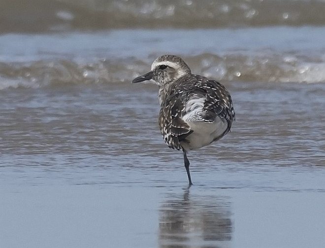 Black-bellied Plover - ML378211641