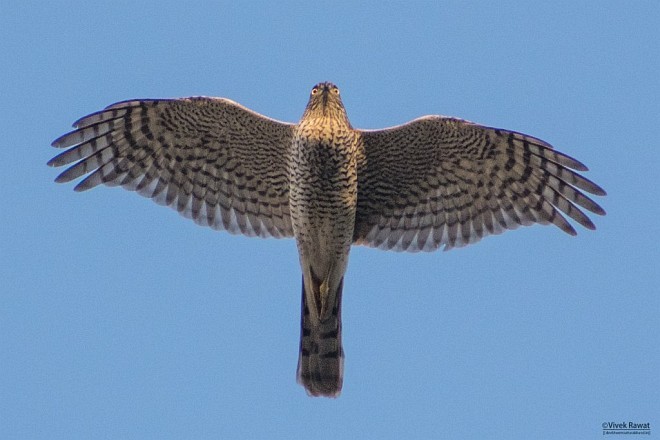 Eurasian Sparrowhawk - ML378211661