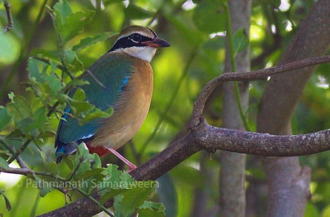 Indian Pitta - ML378212021