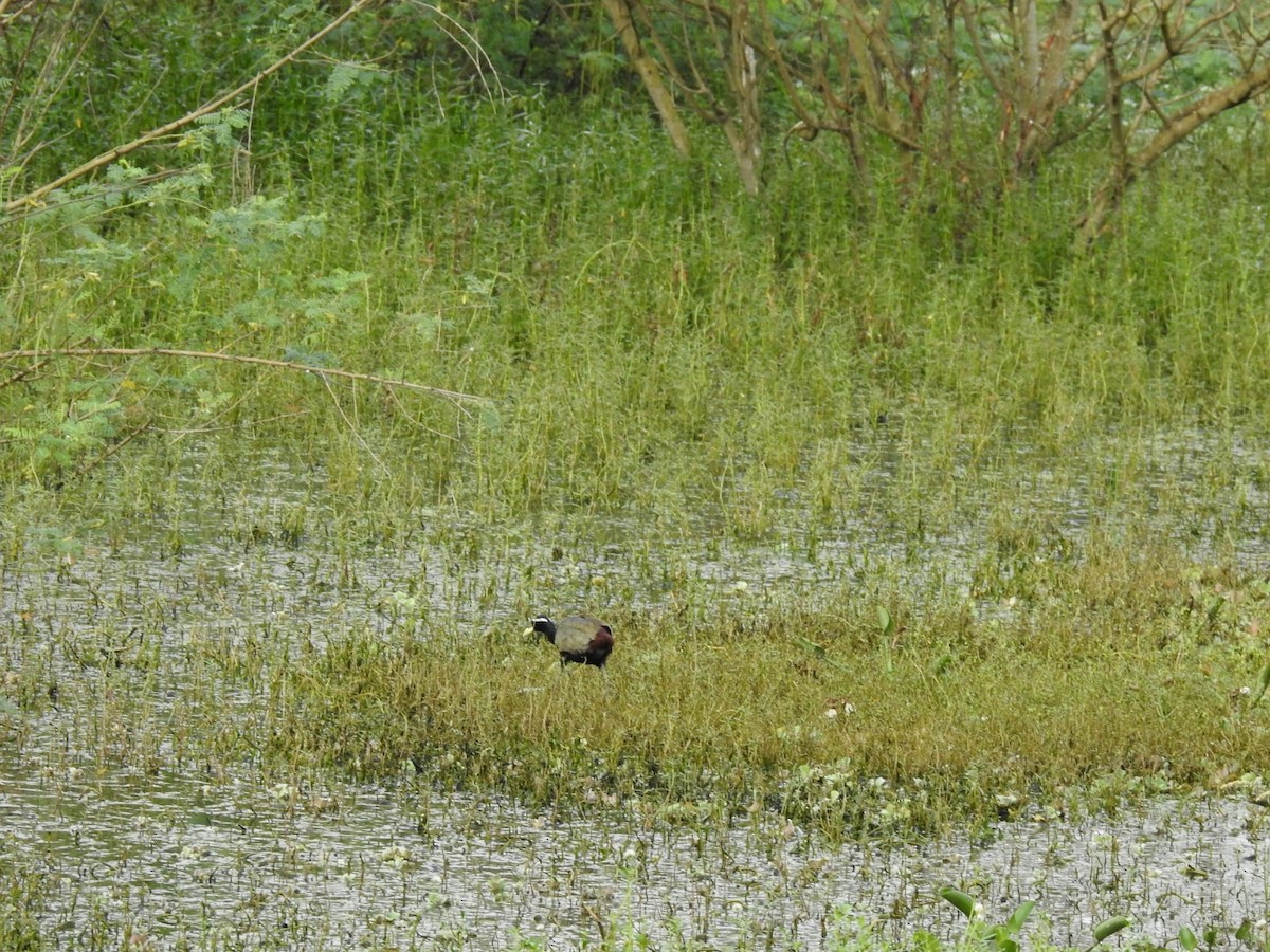 Bronze-winged Jacana - ML378213051