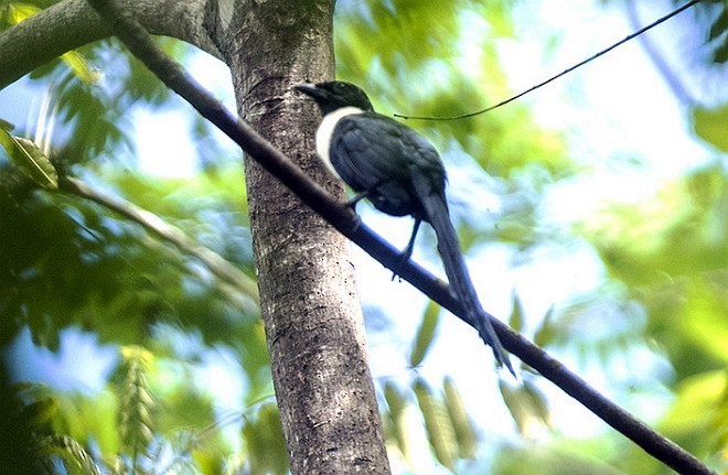 White-necked Myna (Northern) - ML378213351