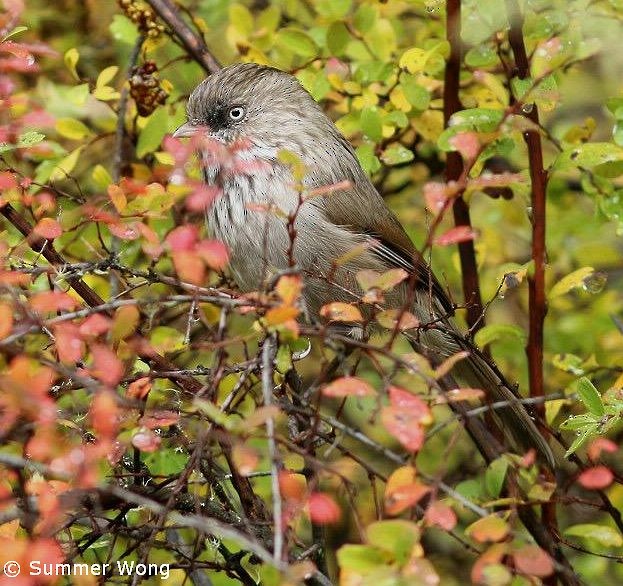 Chinese Fulvetta - Summer Wong