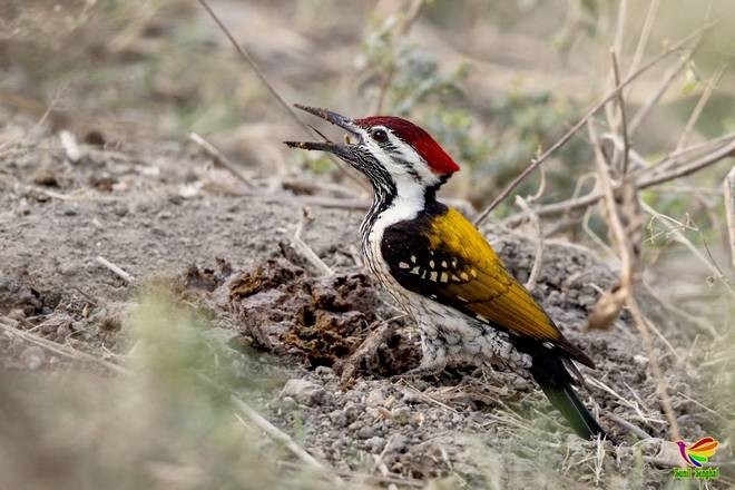 Black-rumped Flameback - ML378214251