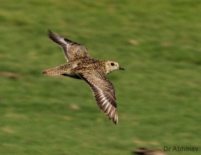 European Golden-Plover - C. Abhinav