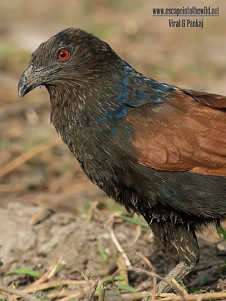 Greater Coucal (Southern) - ML378216331